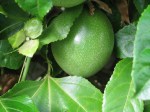 passionfruit