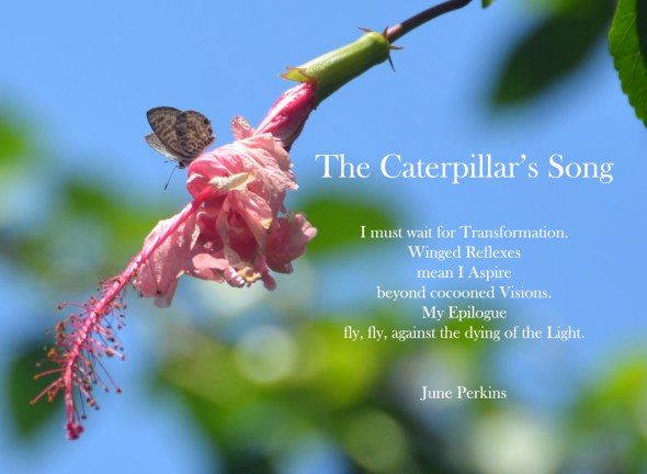 caterpillarsongimustwaitfortransformation